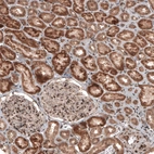 Immunohistochemical staining of human kidney shows moderate to strong cytoplasmic positivity mainly in renal tubules.