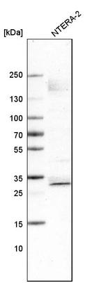 Western blot analysis in human cell line NTERA-2.