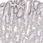 Anti-SOX21 Antibody