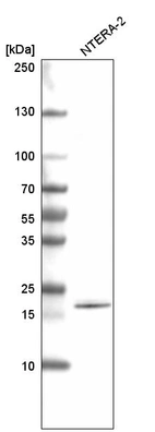 Western blot analysis in human cell line NTERA-2.