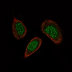 Immunofluorescence staining of PC-3 cells using the Anti-SOX21 monoclonal antibody, showing specific staining in the nucleus in green. Microtubule- and nuclear probes are visualized in red and blue, respectively (where available).