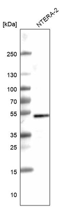 Anti-SOX3 Antibody