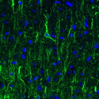 Immunofluorescence staining of rat cerebral cortex shows strong immunoreactivity in neuronal cell bodies and processes.