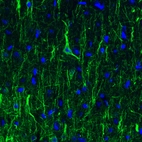 Immunofluorescence staining of rat cerebral cortex shows strong immunoreactivity in neuronal cell bodies and processes.