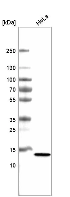 Western blot analysis in human cell line HeLa.