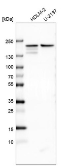 Anti-CLIP1 Antibody