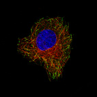 Immunofluorescence staining of A549 cells using the Anti-CLIP1 monoclonal antibody, showing specific staining in microtubule ends in green. Microtubule- and nuclear probes are visualized in red and blue, respectively (where available).