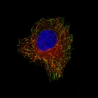 Immunofluorescence staining of A549 cells using the Anti-CLIP1 monoclonal antibody, showing specific staining in microtubule ends in green. Microtubule- and nuclear probes are visualized in red and blue, respectively (where available).