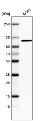 Western blot analysis in human cell line A-549.