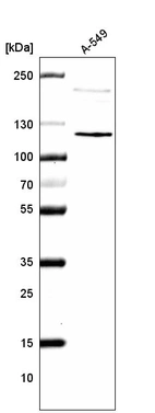 Western blot analysis in human cell line A-549.