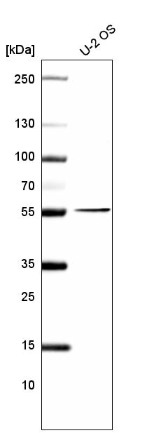 Anti-PRAME Antibody