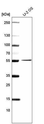 Anti-PRAME Antibody