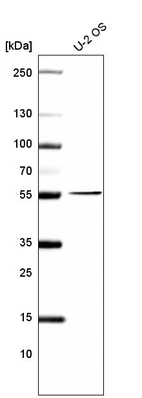 Anti-PRAME Antibody