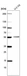 Anti-PRAME Antibody