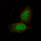 Immunofluorescence staining of U-2 OS cells using the Anti-PRAME monoclonal antibody, showing specific staining in the nucleus and cytosol in green. Microtubule- and nuclear probes are visualized in red and blue, respectively (where available).