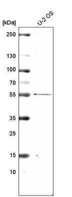 Western blot analysis in human cell line U-2 OS.
