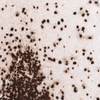 Immunohistochemical staining of human cerebellum shows strong nuclear immunoreactivity in neuronal and glial cells.
