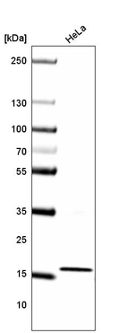 Western blot analysis in human cell line HeLa.