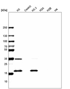 Western blot analysis of purified human recombinant histone H3, CenH3, H3.3, H2A, H2B and H4.