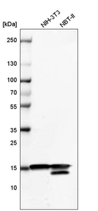 Western blot analysis in mouse cell line NIH-3T3 and rat cell line NBT-II.