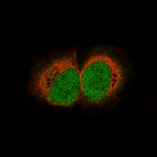 Immunofluorescence staining of U-2 OS cells using the Anti-HIST1H3A monoclonal antibody, showing specific staining in the nucleus in green. Microtubule- and nuclear probes are visualized in red and blue, respectively (where available).