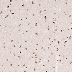 Immunohistochemical staining of human cerebral cortex shows moderate to strong nuclear immunoreactivity in neuronal and glial cells.