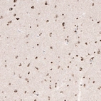 Immunohistochemical staining of human cerebral cortex shows moderate to strong nuclear immunoreactivity in neuronal and glial cells.