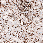 Anti-HIST1H2AG Antibody