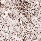 Immunohistochemical staining of human kidney shows strong nuclear positivity in cells in glomeruli and tubules.