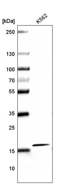 Western blot analysis in human cell line K562.