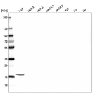 Western blot analysis of purified human recombinant histone H2A, H2A.X, H2A.Z, mH2A.1, mH2A.2, H2B, H3 and H4.