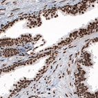 Anti-HIST1H2BC Antibody