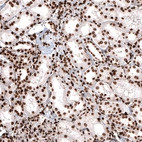 Immunohistochemical staining of human kidney shows strong nuclear positivity in renal tubules and in glomerular cells.