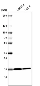 Western blot analysis in mouse cell line NIH-3T3 and rat cell line NBT-II.