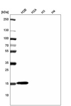 Western blot analysis of purified human recombinant histone H2B, H2A, H3 and H4.