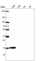 Western blot analysis of purified human recombinant histone H2B, H2A, H3 and H4.