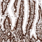 Immunohistochemical staining of human duodenum shows strong nuclear immunoreactivity in glandular cells and in lamina propria cells.