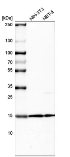 Western blot analysis in mouse cell line NIH-3T3 and rat cell line NBT-II.