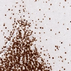 Immunohistochemical staining of human cerebellum shows strong nuclear immunoreactivity in neuronal and glial cells.