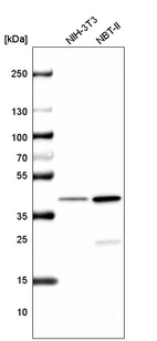 Western blot analysis in mouse cell line NIH-3T3 and rat cell line NBT-II.