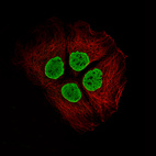 Immunofluorescence staining of CACO-2 cells using the Anti-H2AFY monoclonal antibody, showing specific staining in the nucleoplasm in green. Microtubule- and nuclear probes are visualized in red and blue, respectively (where available).