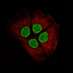 Immunofluorescence staining of CACO-2 cells using the Anti-H2AFY monoclonal antibody, showing specific staining in the nucleoplasm in green. Microtubule- and nuclear probes are visualized in red and blue, respectively (where available).