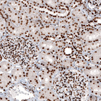 Anti-H2AFY Antibody