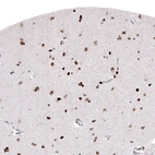 Immunohistochemical staining of human cerebral cortex shows moderate to strong nuclear immunoreactivity in neuronal and glial cells.