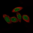 Immunofluorescence staining of PC-3 cells using the Anti-H2AFY2 monoclonal antibody, showing specific staining in the nucleoplasm and nuclear membrane in green. Microtubule- and nuclear probes are visualized in red and blue, respectively (where available).