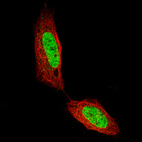 Immunofluorescence staining of SH-SY5Y cells using the Anti-CUX1 monoclonal antibody, showing specific staining in the nucleoplasm in green. Microtubule- and nuclear probes are visualized in red and blue, respectively (where available).