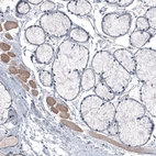 Immunohistochemical staining of human salivary gland shows absence of positivity in glandular cells as expected (negative control), while skeletal muscle fibers are positive.