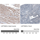Immunohistochemistry analysis in human heart muscle and tonsil tissues using AMAb91356 antibody. Corresponding LAPTM4B RNA-seq data are presented for the same tissues.