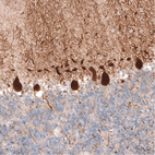 Anti-PCP4 Antibody