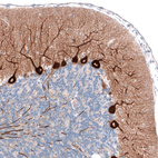 Immunohistochemical staining of rat brain shows strong cytoplasmic positivity in Purkinje cells.